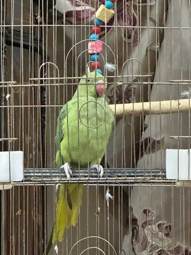 طوطی ملنگو سایز بزرگ|پرنده|ارومیه, |دیوار