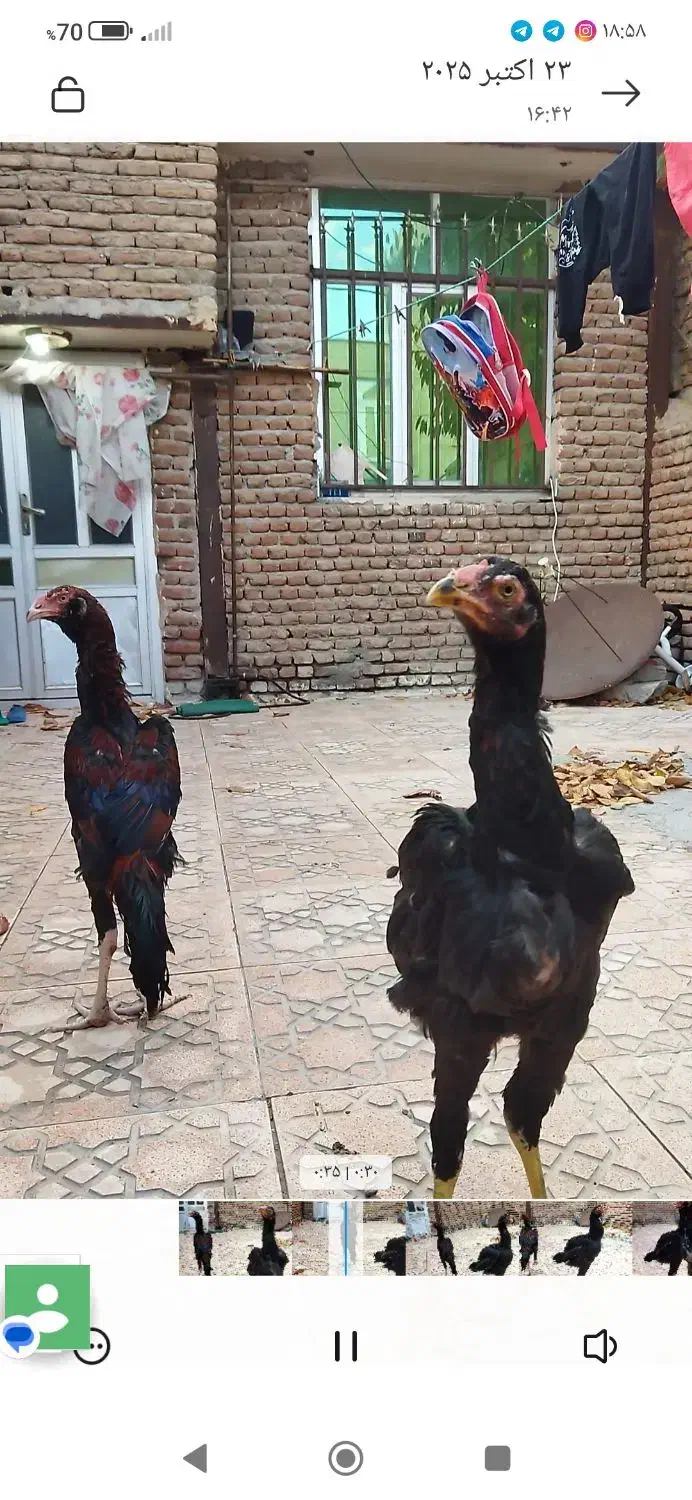 جوجه لاری|حیوانات مزرعه|اردبیل, |دیوار