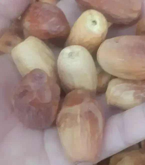 فروش فوری ۲تن زاهدی|عمدهفروشی|جهرم, |دیوار