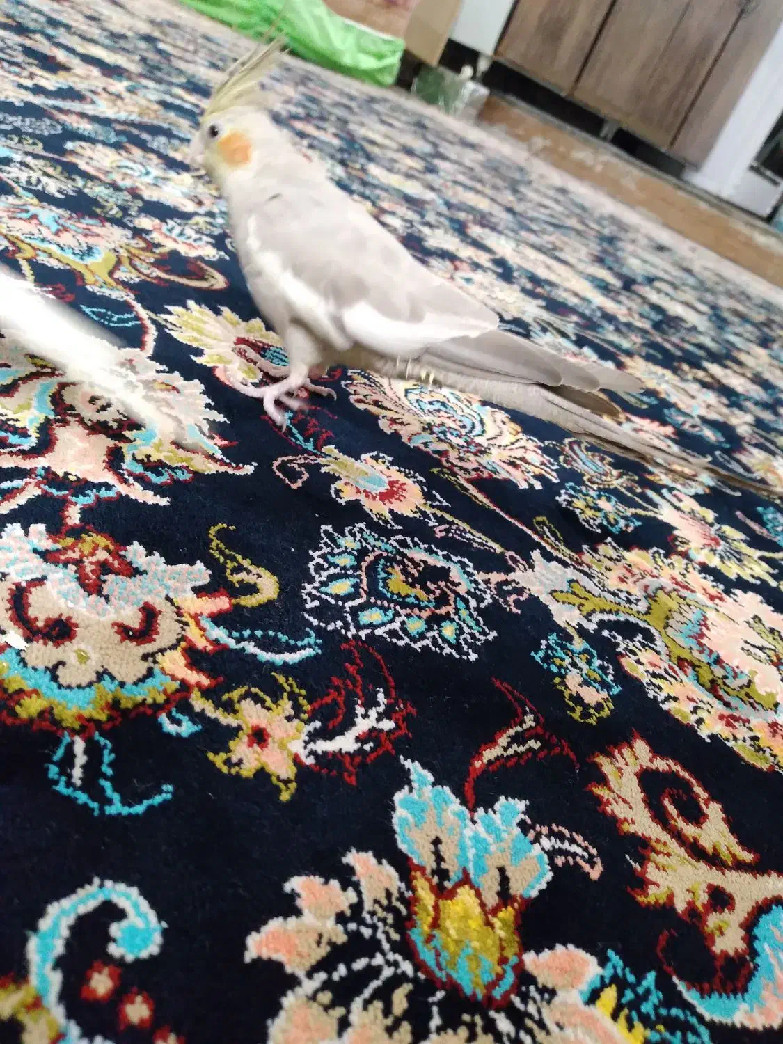 عروس هلندی|پرنده|اندیمشک, |دیوار