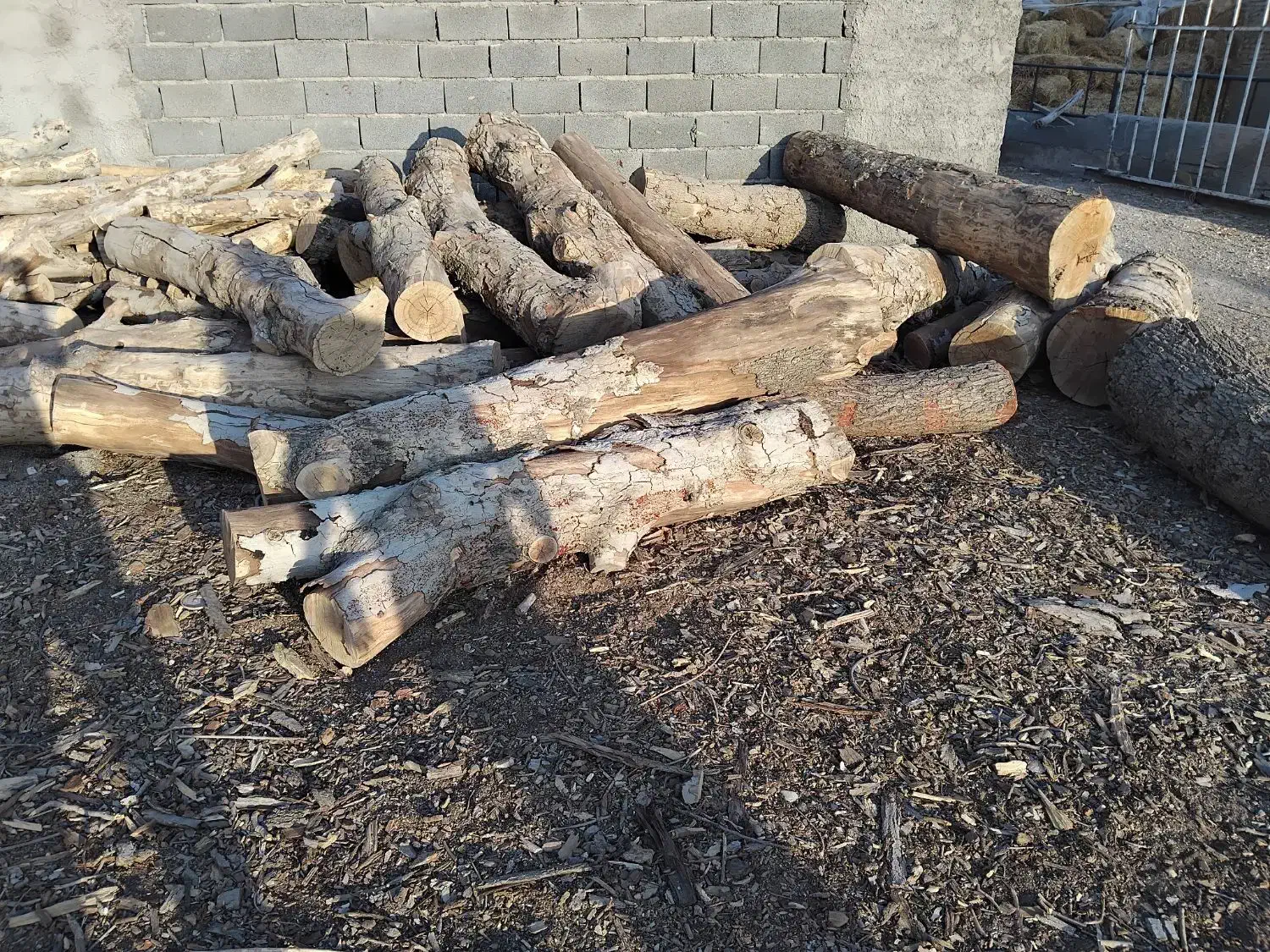 خرید چوب برش درخت هرس|خدمات باغبانی و درختکاری|لواسان, |دیوار