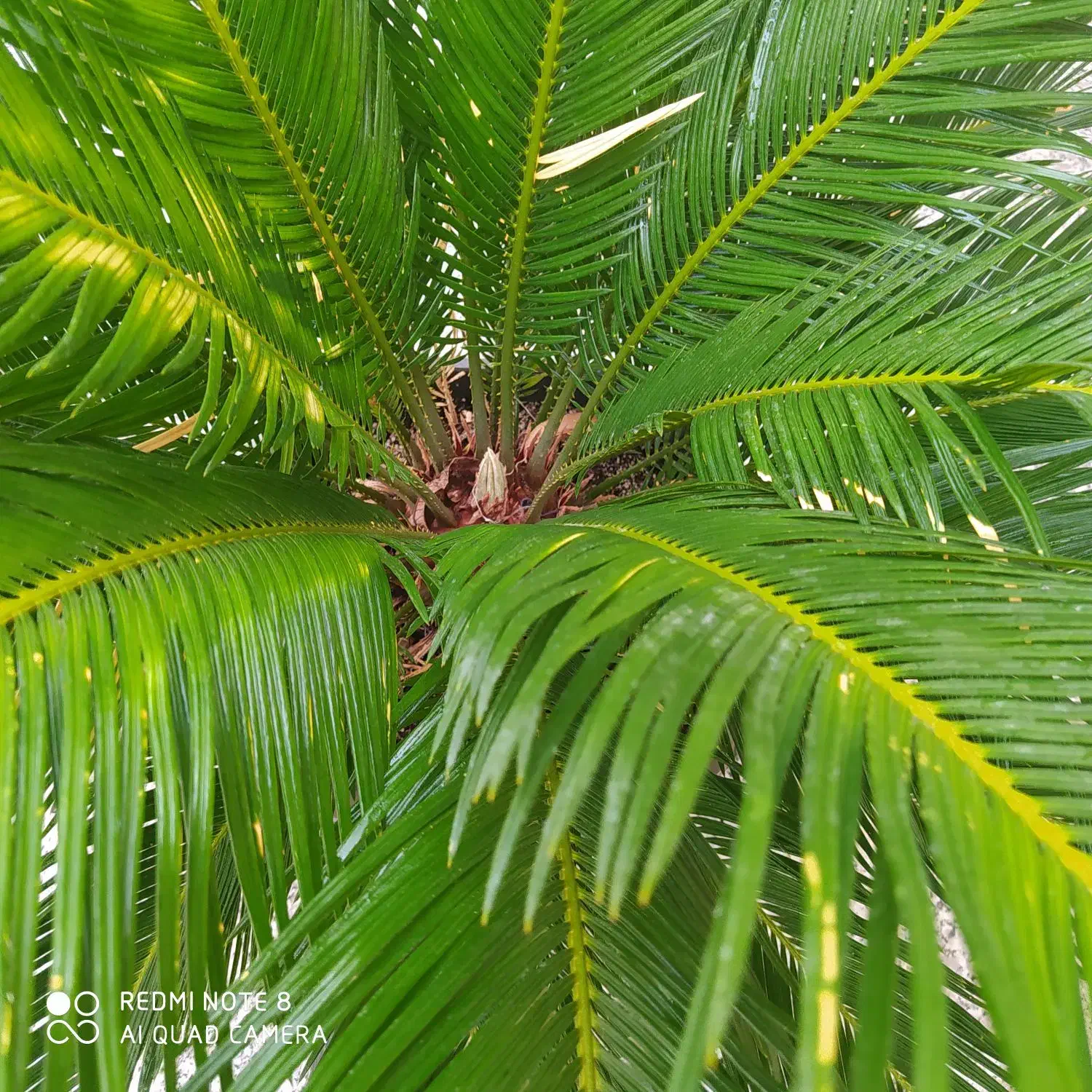 زمین پشت آگاهی|فروش زمین و ملک کلنگی|حاجی آباد, |دیوار