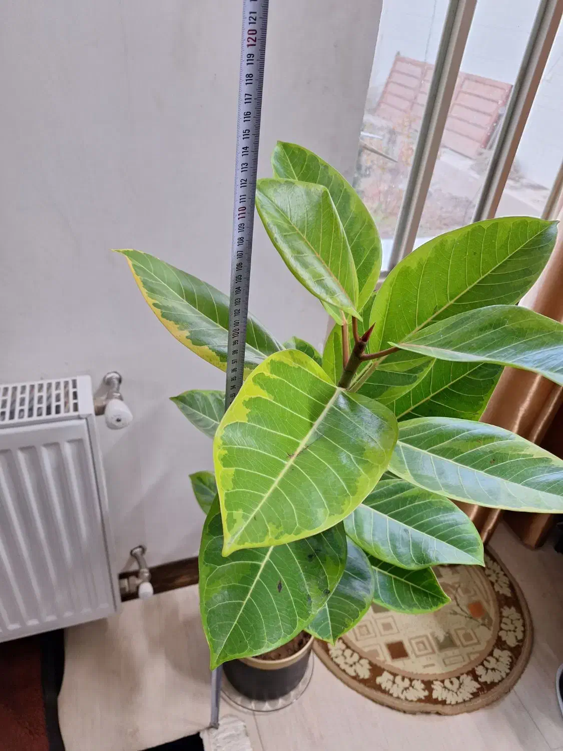 فیکوس شاداب ۱مترو ۲۰ سانت ارتفاع|گل و گیاه طبیعی|شاهین‌شهر, نسیم ۵|دیوار