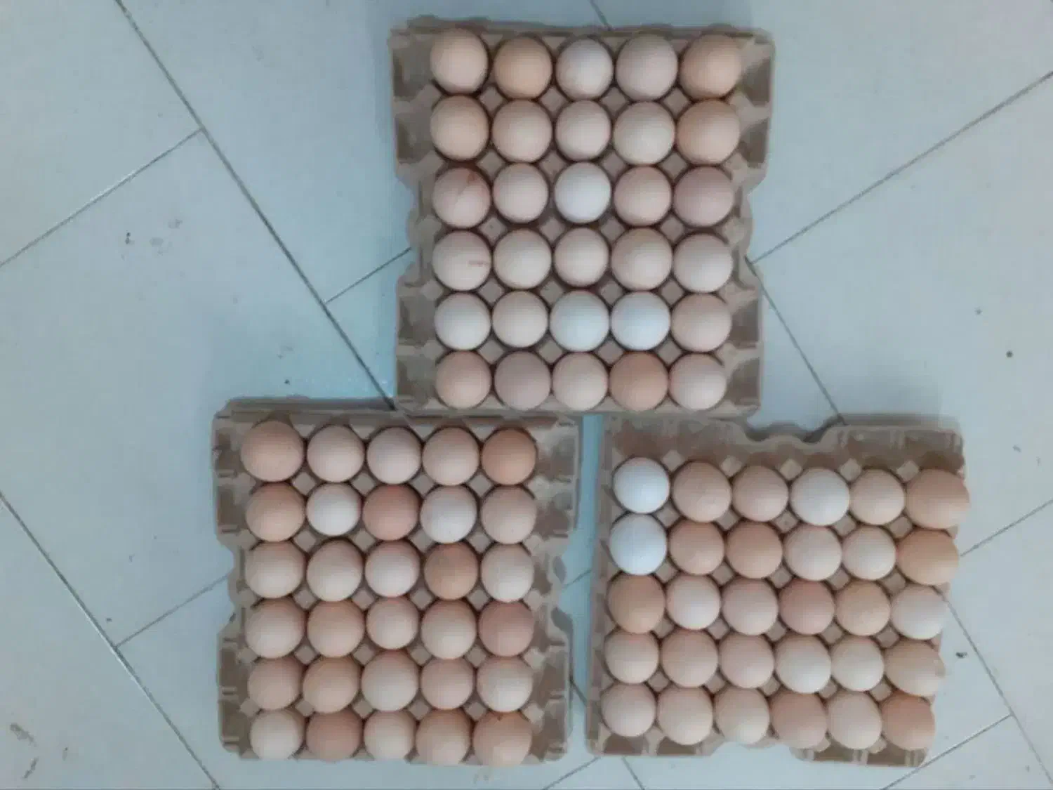 فروش تخم مرغ مخصوص قنادی ها|خوردنی و آشامیدنی|ساری, |دیوار