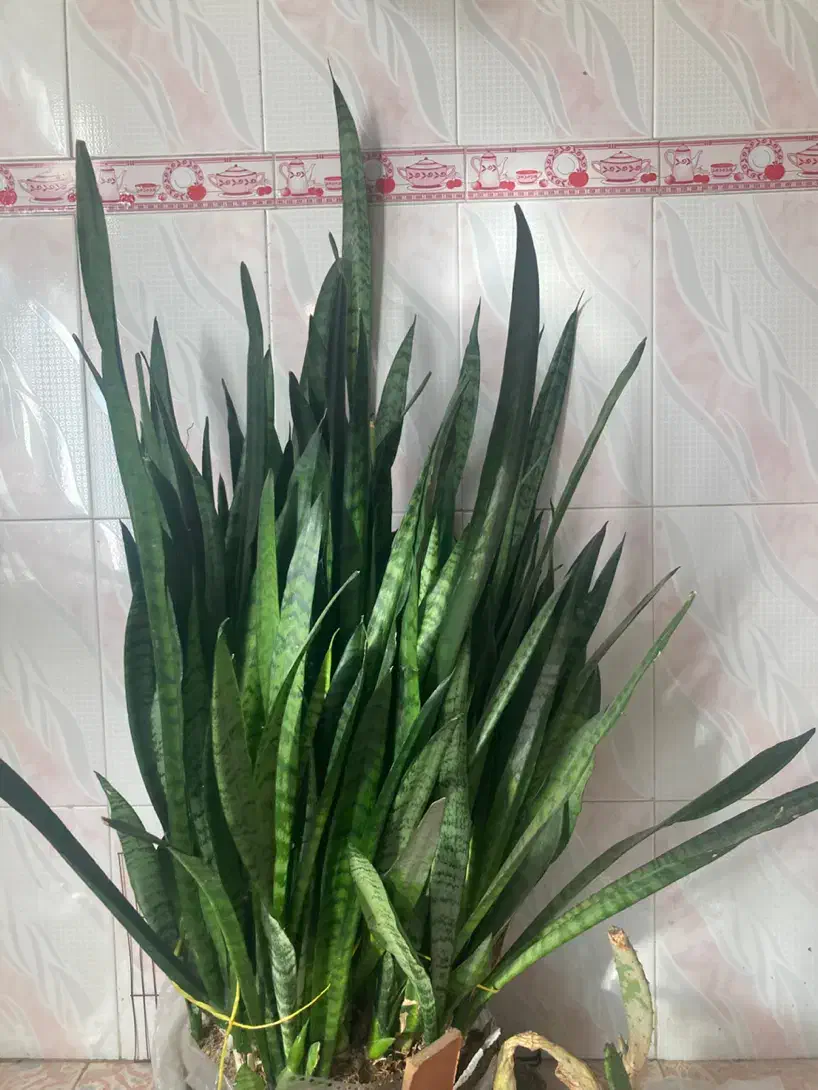 گل سانسوریا|گل و گیاه طبیعی|اردبیل, |دیوار