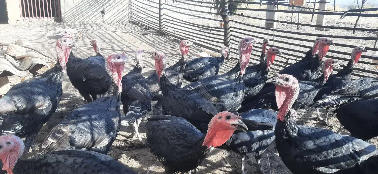 باسلام، بوقلمون نر و ماده چاق اورگانیک درچگنی|حیوانات مزرعه|چگنی, |دیوار