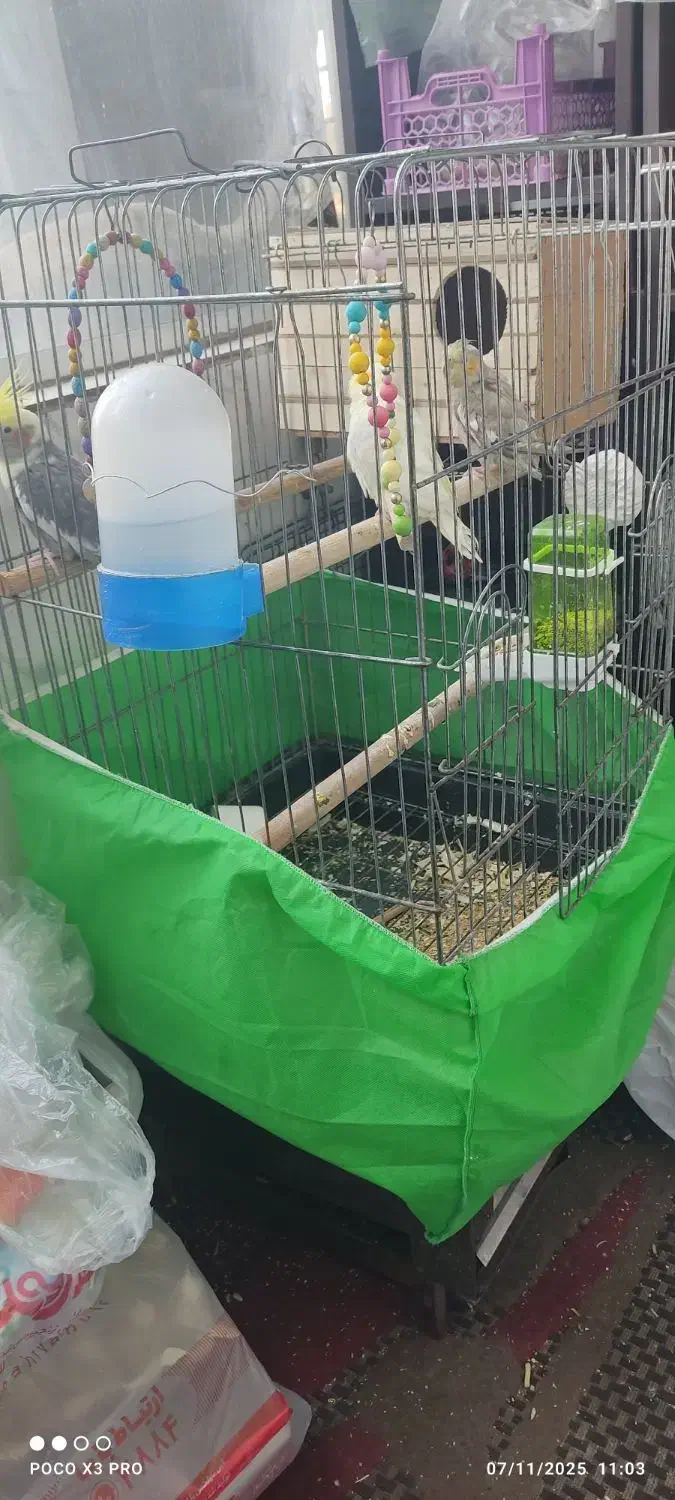 عروس هلندی یکی نر دوتا ماده با قفس وسه تا فنچ|پرنده|کرج, گلشهر|دیوار