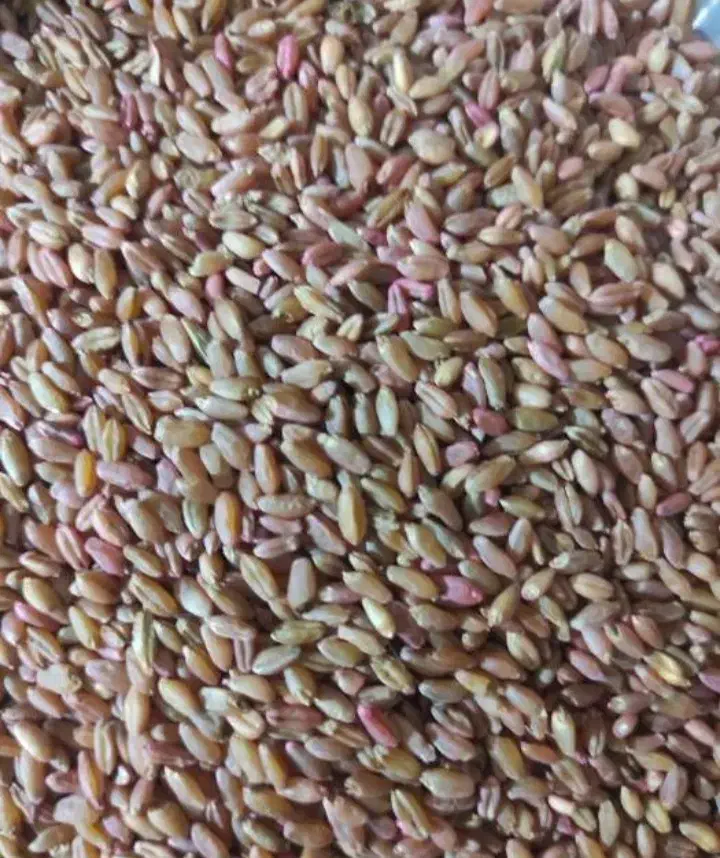 بذر گندم شبرنگ|گل و گیاه طبیعی|سرپل ذهاب, |دیوار