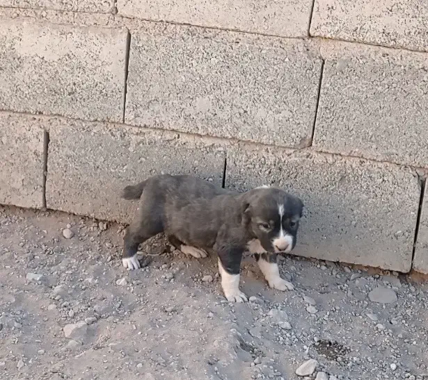 توله افغان اصیل|سگ|سربیشه, |دیوار