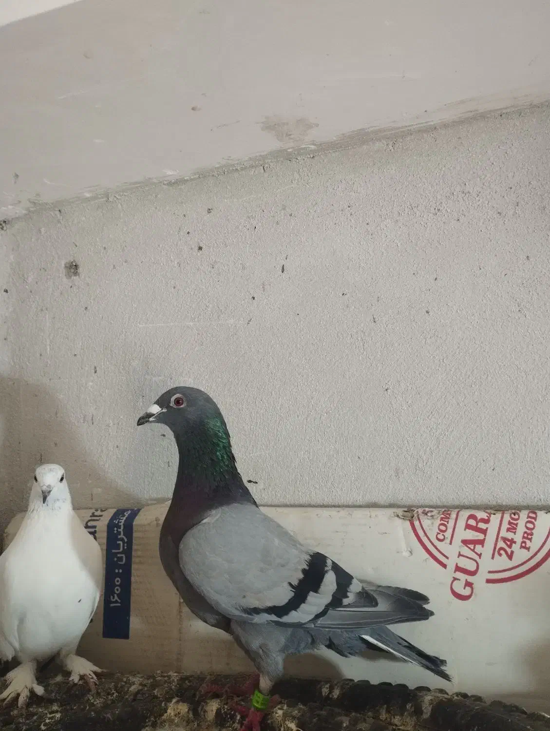 کبوتر آلمانی|پرنده|مینودشت, |دیوار