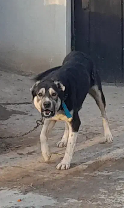 سگ نگهبان وگله|سگ|نوشین شهر, |دیوار