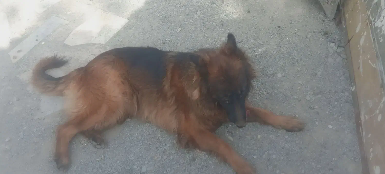 سگ ژرمن مو بلند اصلی ماده|سگ|تربتحیدریه, ده پائین|دیوار