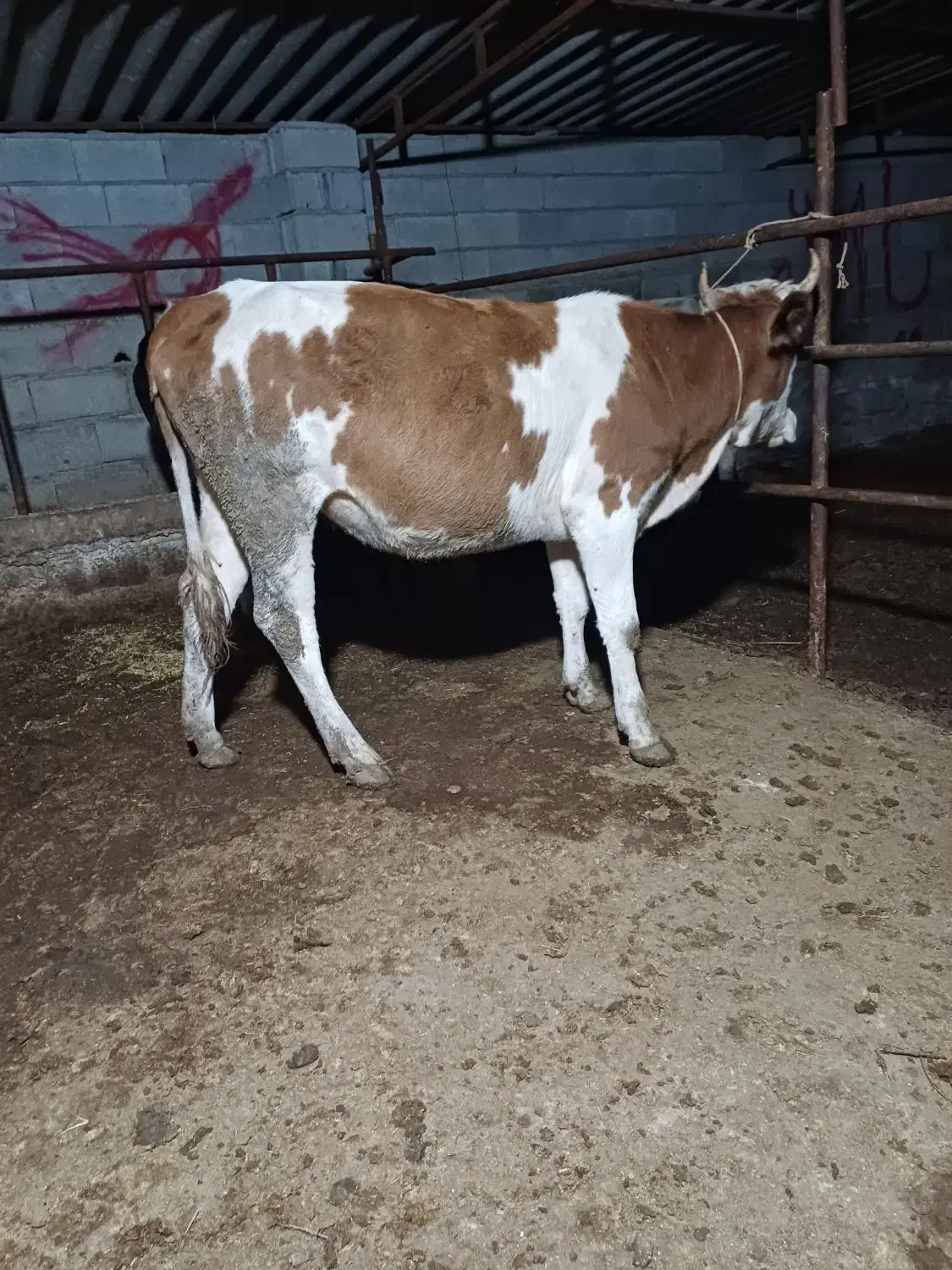 تلیسه دورگ سیمینتال چاق چاق گوساله گاو|حیوانات مزرعه|گمیشان, |دیوار