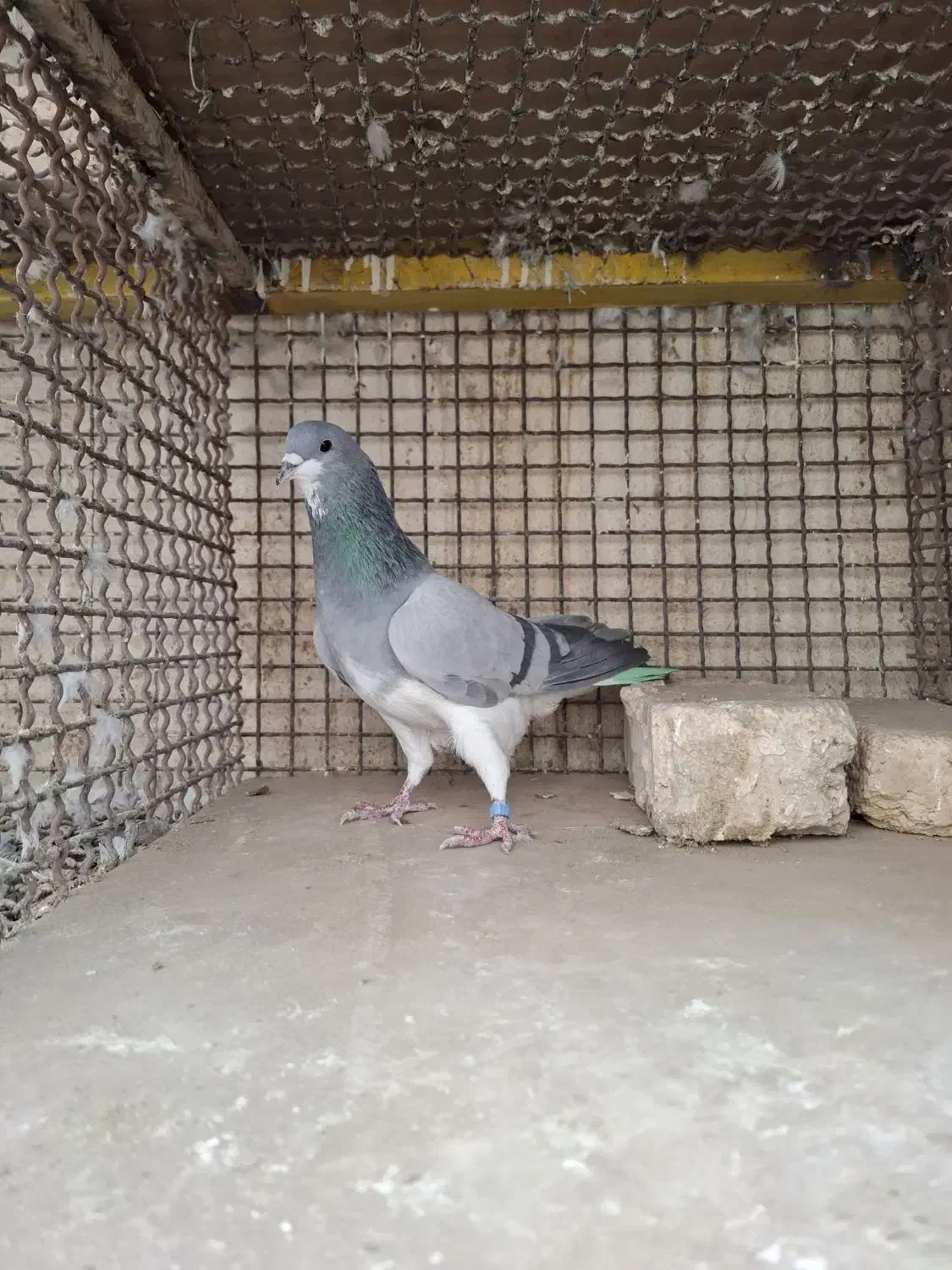 دمگیر|پرنده|خمینی‌شهر, |دیوار