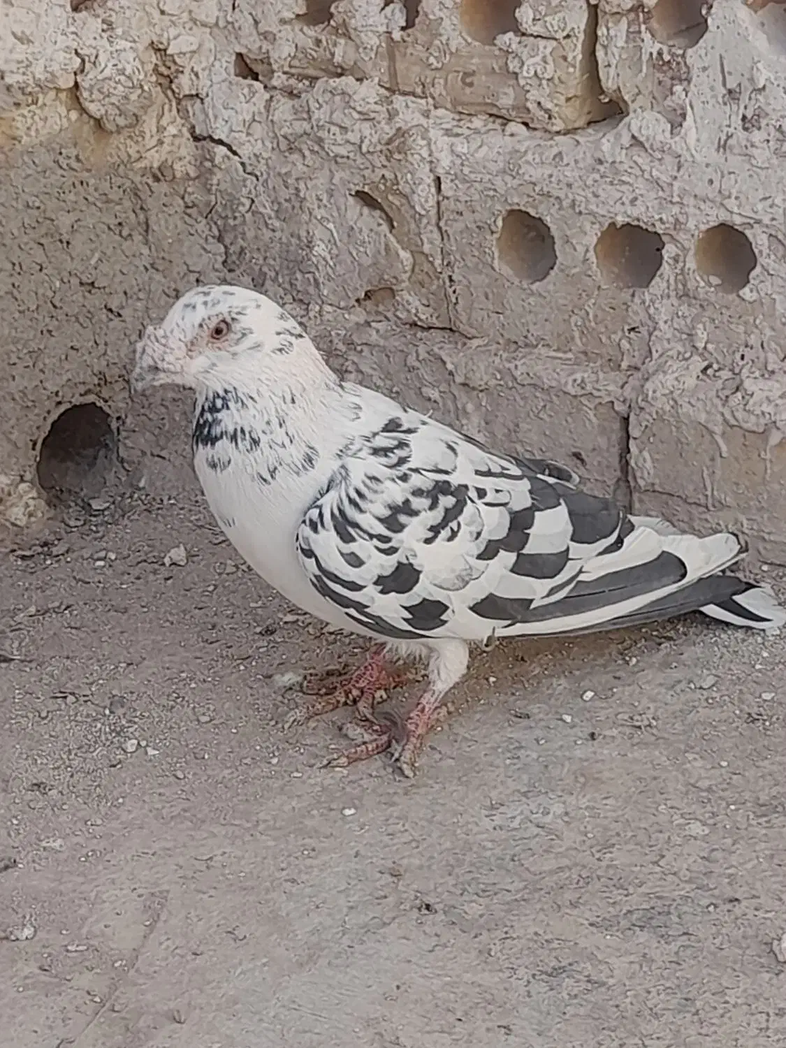 سوسکی سیاه|پرنده|تربت‌حیدریه, جانبازان|دیوار