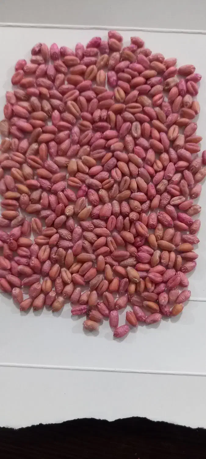 گندم بزری اکلید و کاسکوژن|خوردنی و آشامیدنی|اردبیل, |دیوار