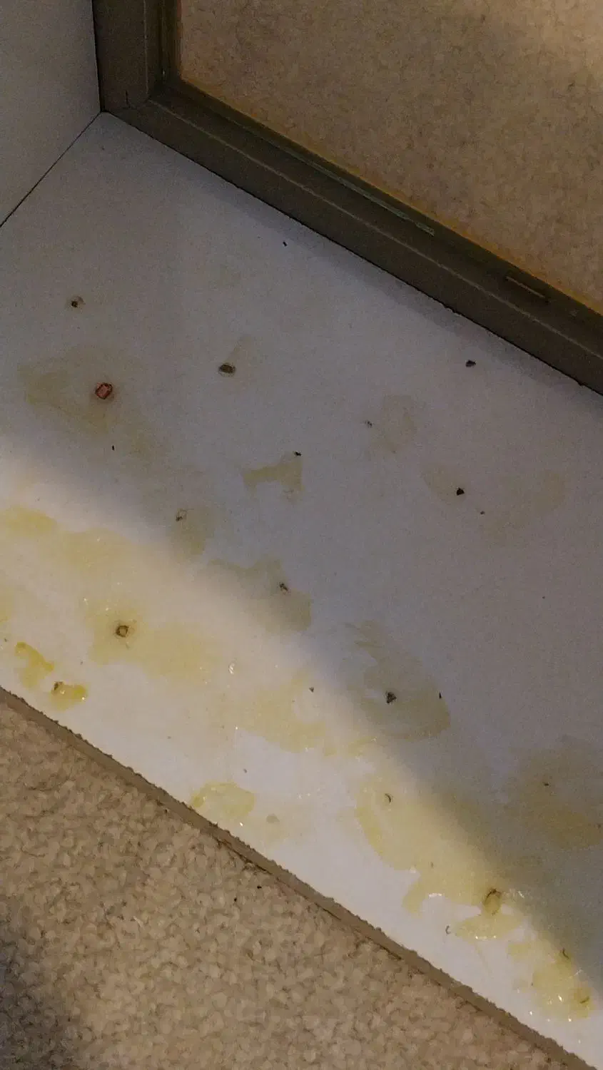 قاب (جعبه) عمق دار|تابلو، نقاشی، عکس|شیراز, ابیوردی|دیوار