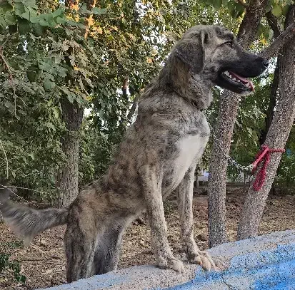 سگ افغان تایگر گلدن رتریور ژرمن بلک پامراشپیتز|سگ|کرمان, |دیوار