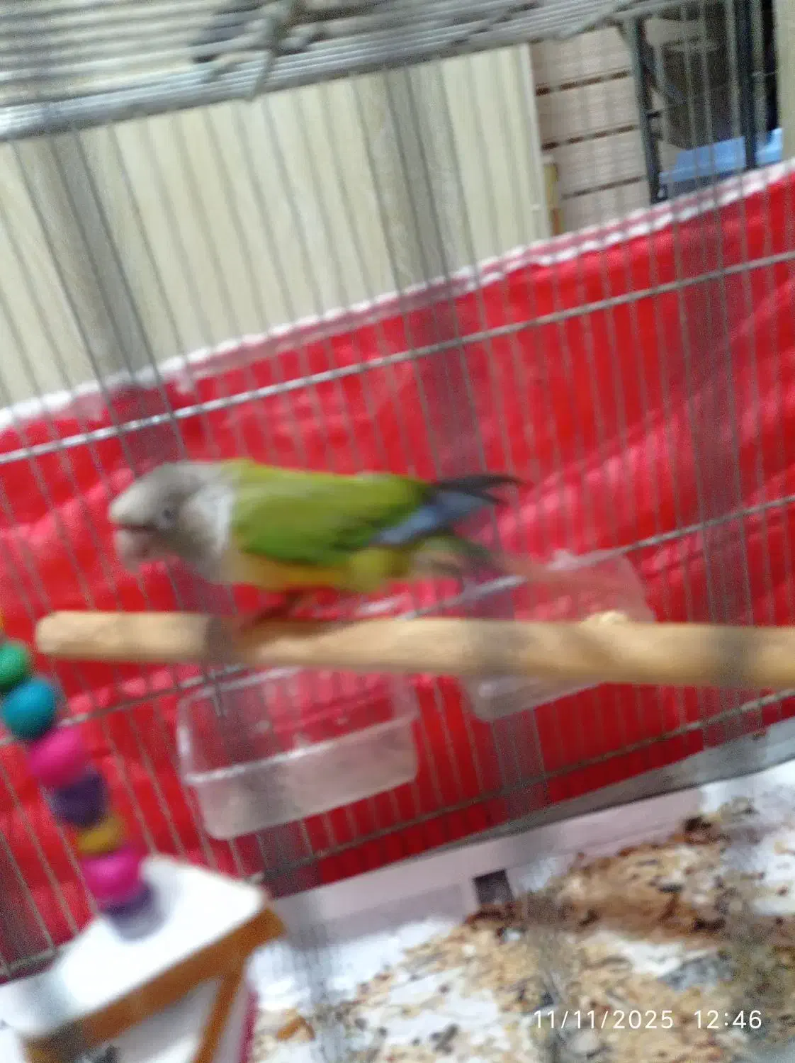 طوطی گرینچیک اهلی دستی|پرنده|الوند, |دیوار