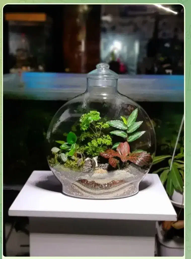 تراریوم،گل،روز مادر،هدیه|گل و گیاه طبیعی|قهدریجان, |دیوار