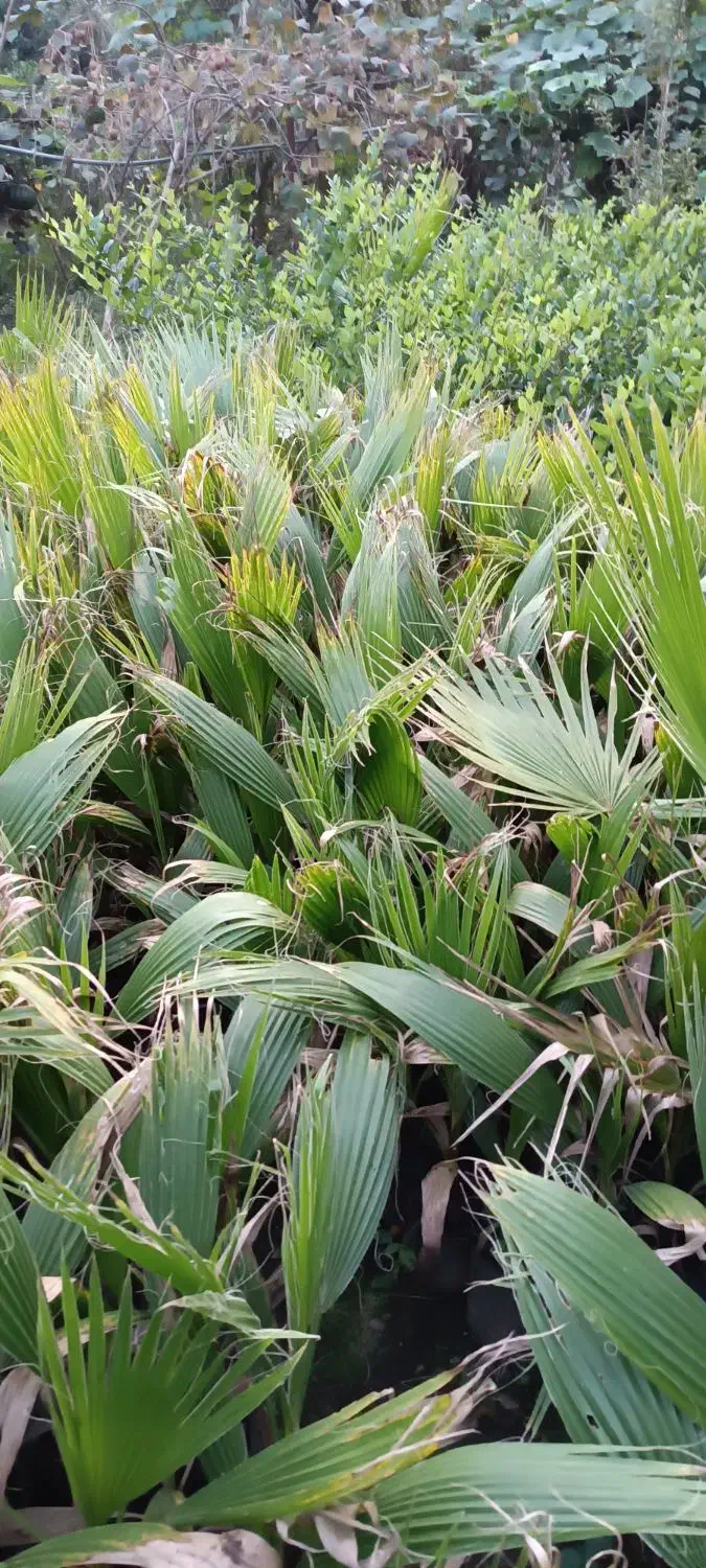 فروش پالم ویاس|گل و گیاه طبیعی|کلاچای, |دیوار