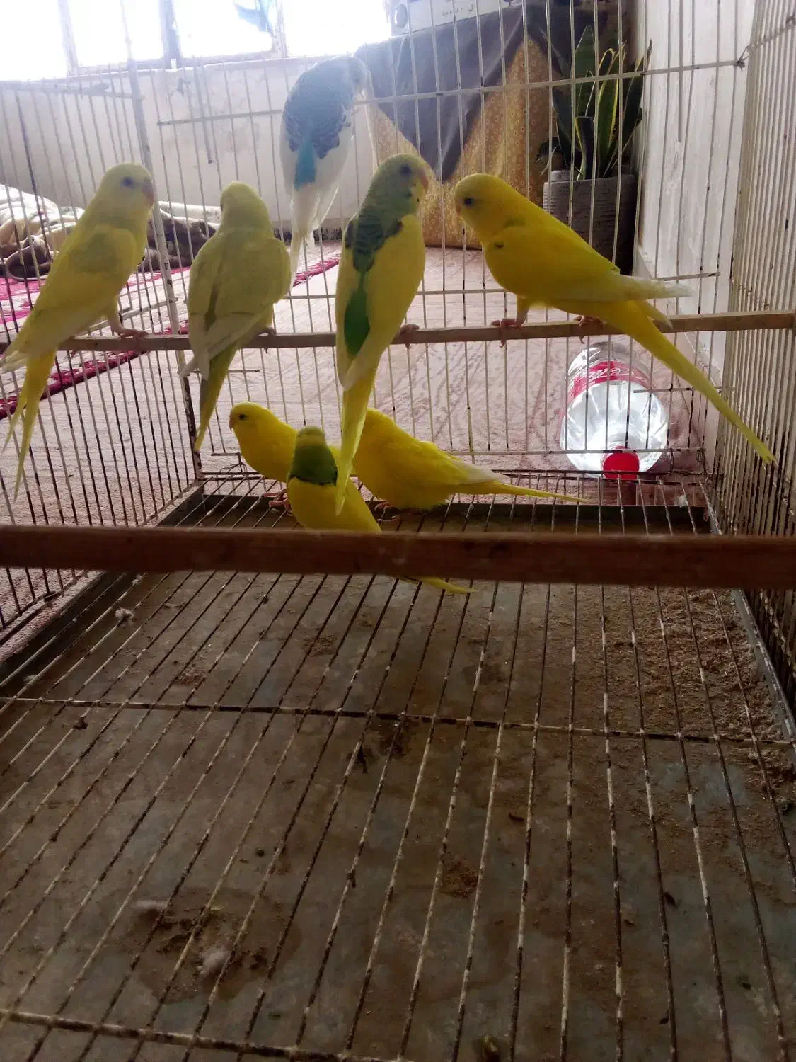 مرغ عشق و فنچ|پرنده|گنبد کاووس, |دیوار