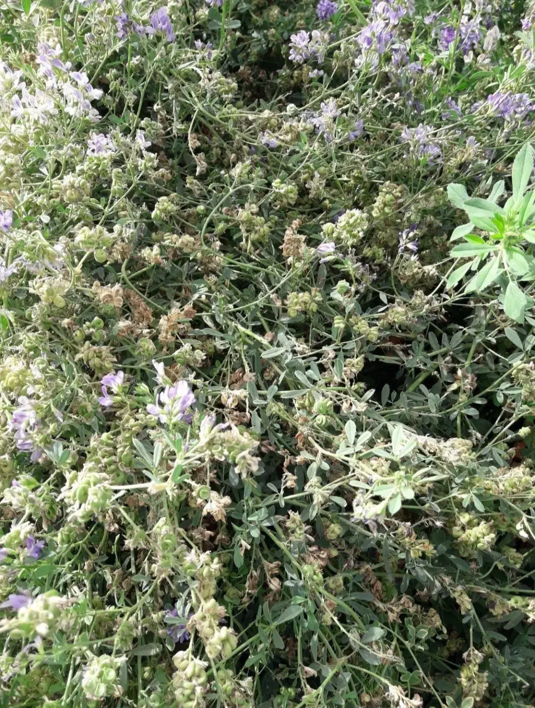 بذریونجه بغدادی دستگیر|خدمات باغبانی و درختکاری|اهواز, زرگان|دیوار