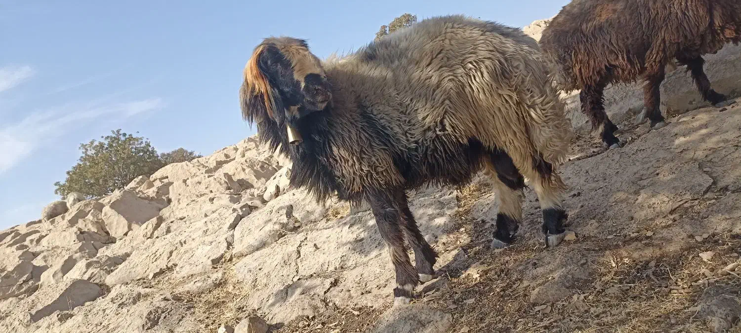 نرمیش ترکی اصل....اطراف لالی|حیوانات مزرعه|لالی, |دیوار