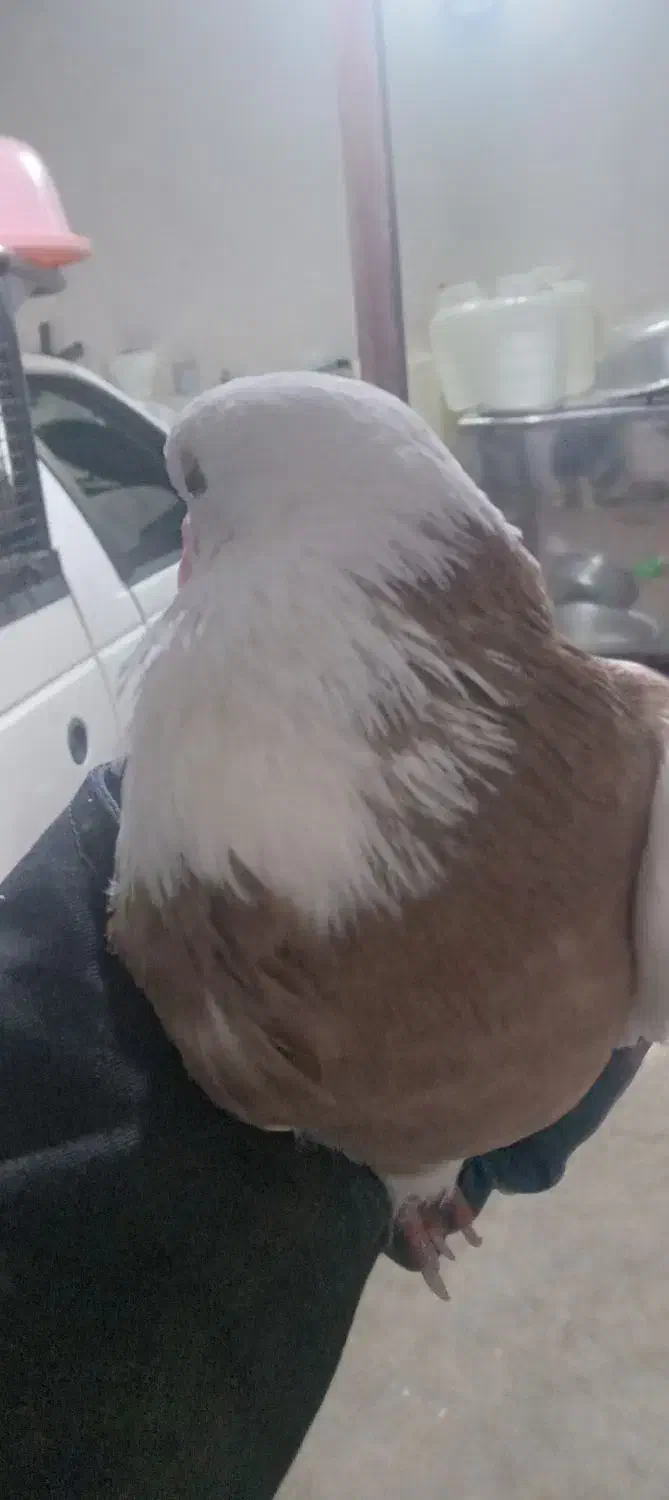 کبوتر|پرنده|جوکار, |دیوار