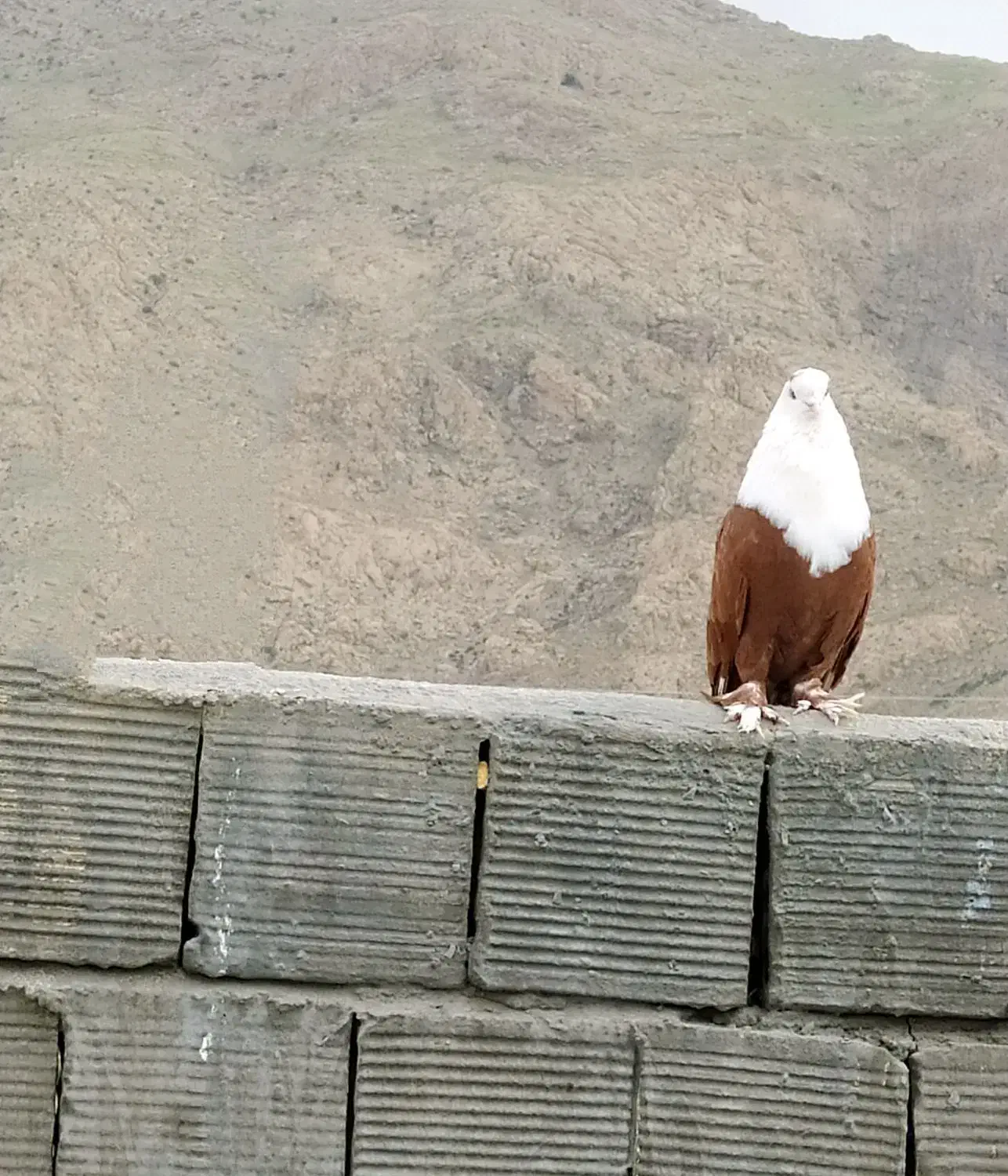 کبوتر گمشده|حیوانات|کرمانشاه, |دیوار