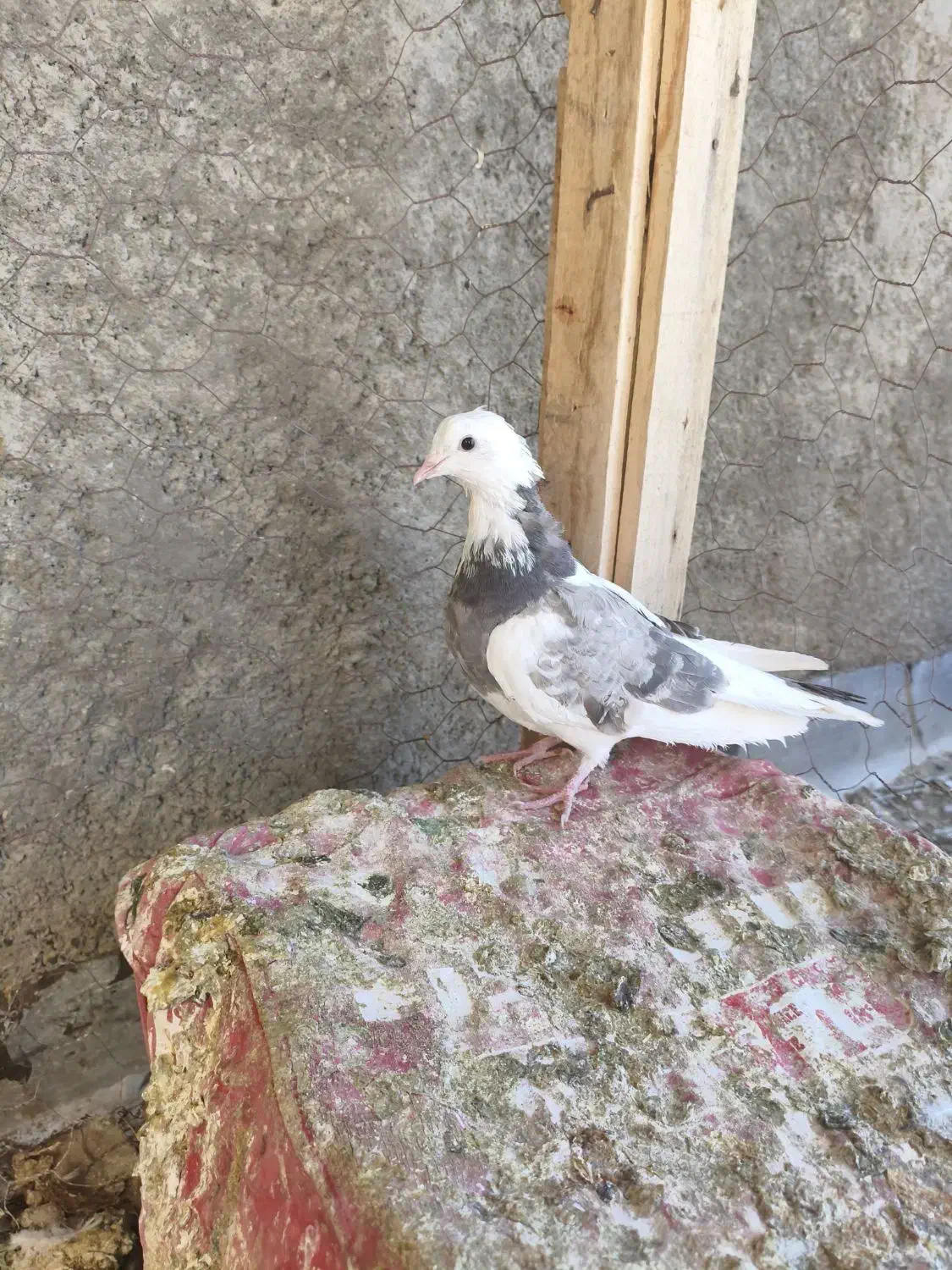 کبوتر|پرنده|لردگان, |دیوار