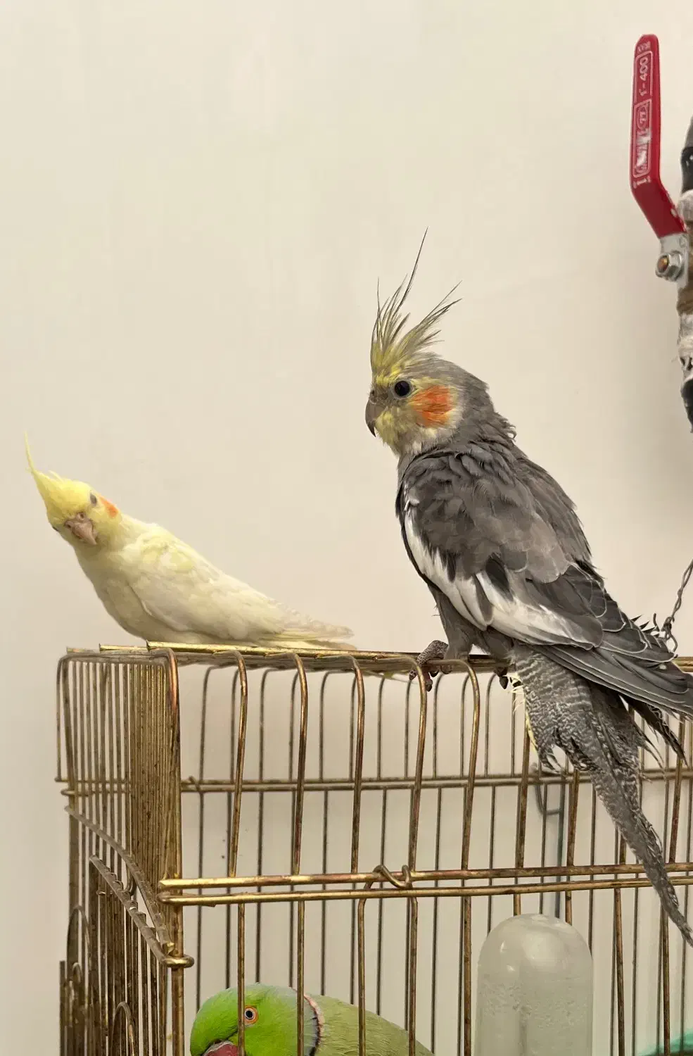 عروس هلندی کوتوله|پرنده|قائن, |دیوار