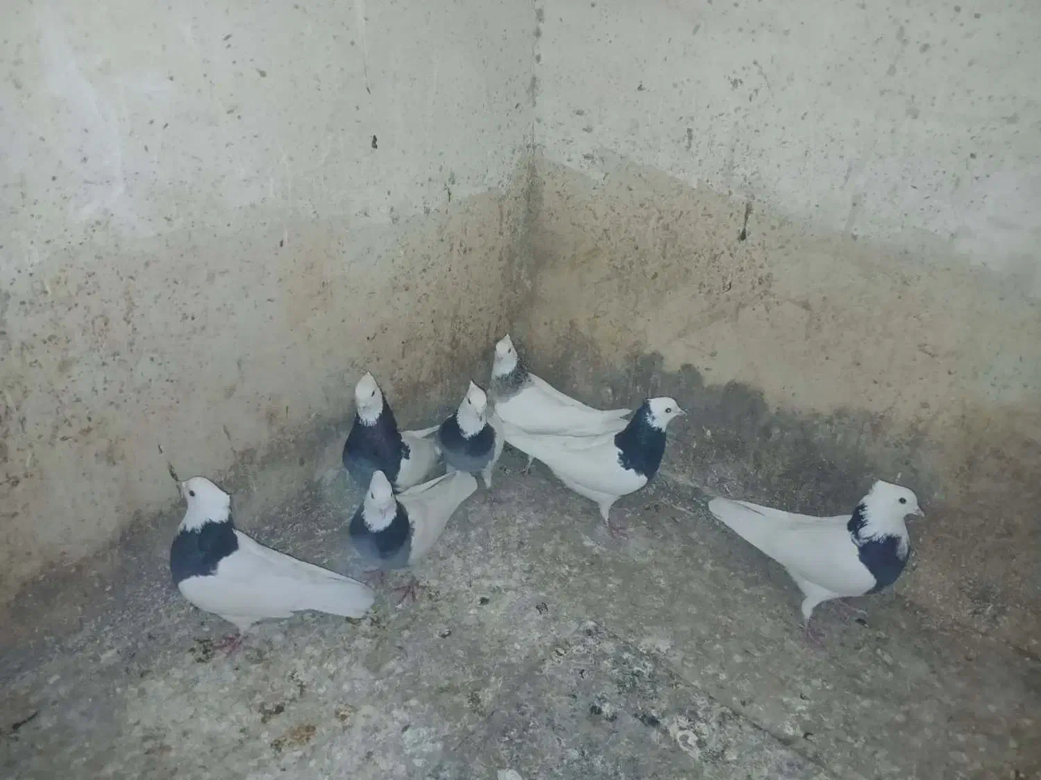 طوقی|پرنده|مشهد, چهارچشمه|دیوار