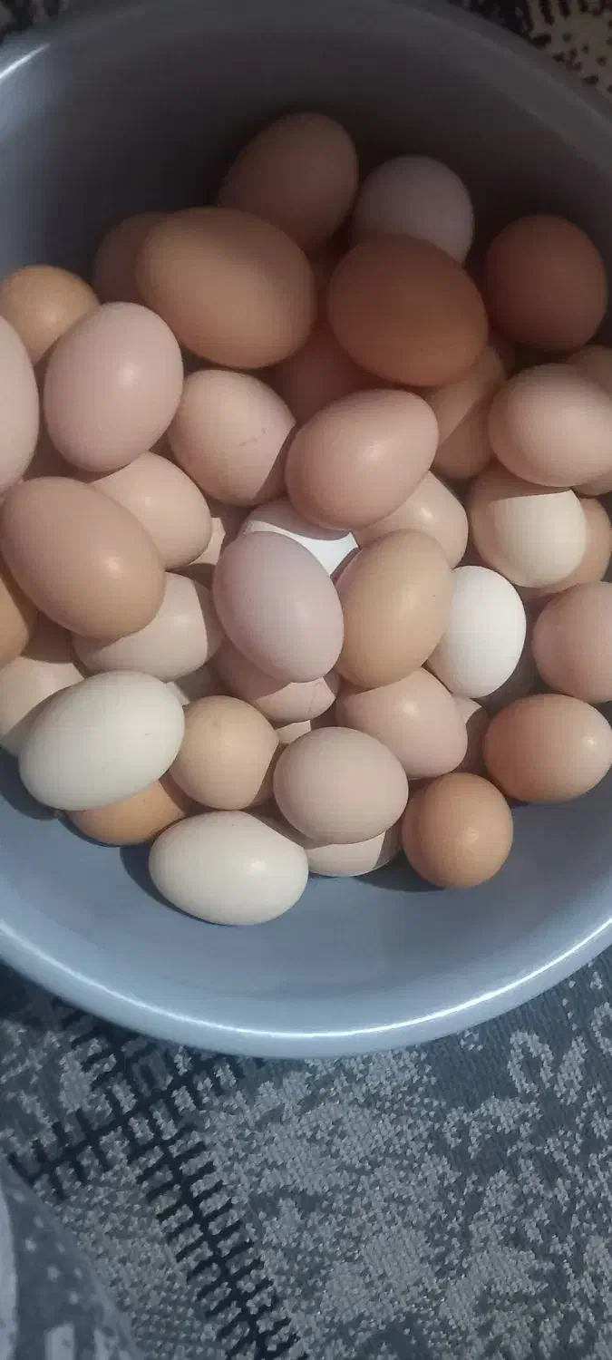 تخم مرغ محلی|خوردنی و آشامیدنی|جلین, |دیوار