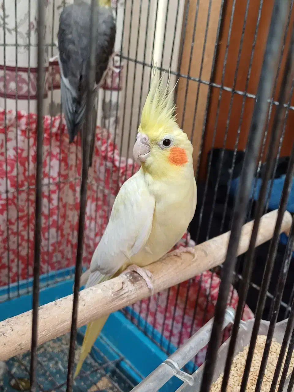 عروس هلندی|پرنده|زرندیه, |دیوار