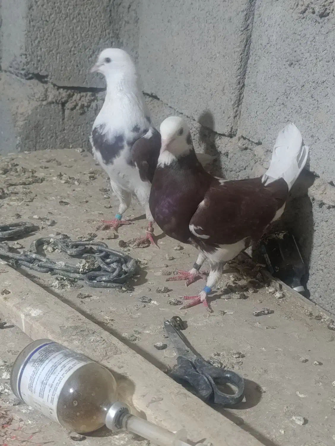 نر ماده کبوتر تهران|پرنده|زابل, |دیوار