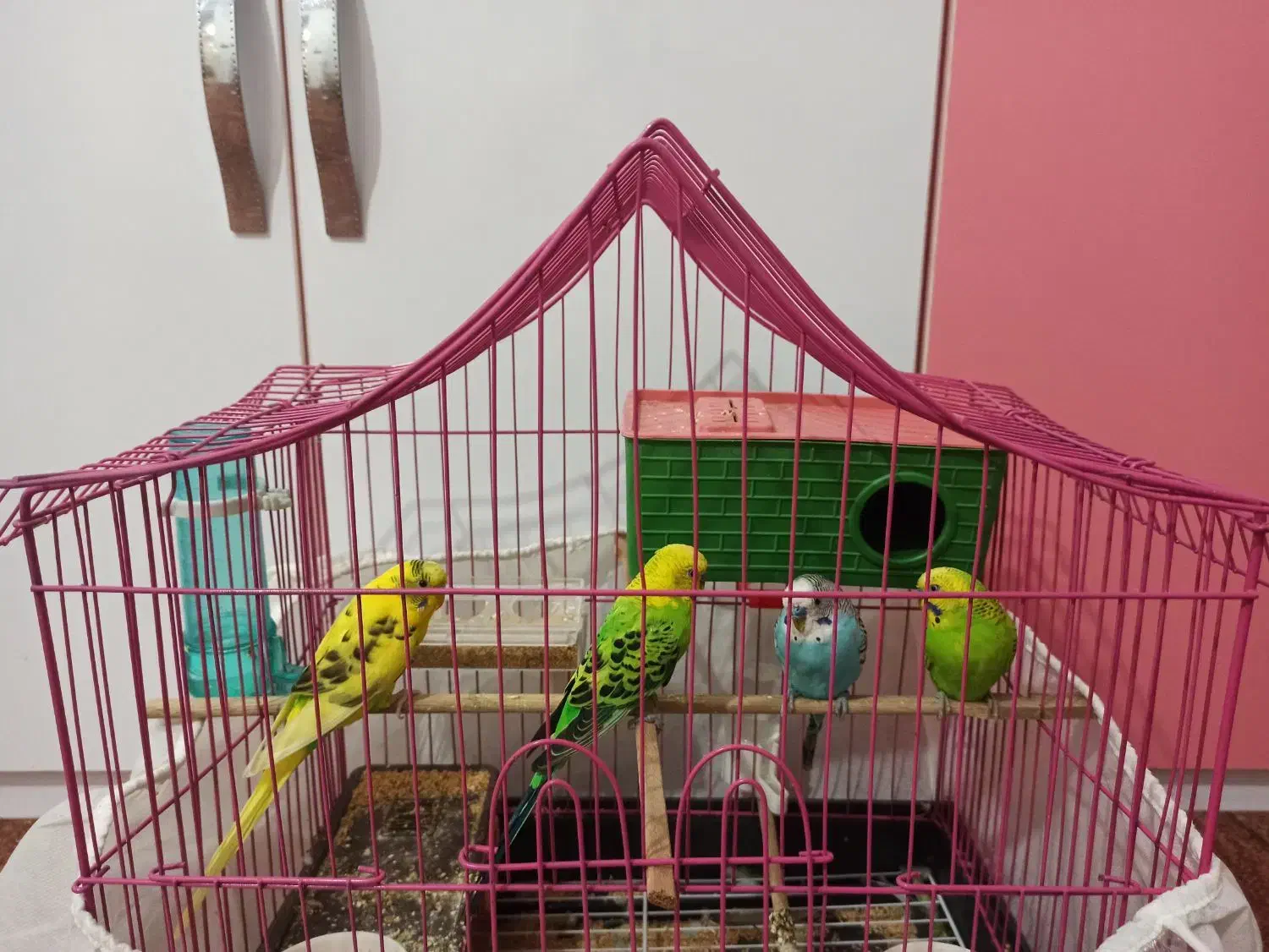 مرغ عشق رنگ زیبا همراه با قفس|پرنده|بوشهر, |دیوار