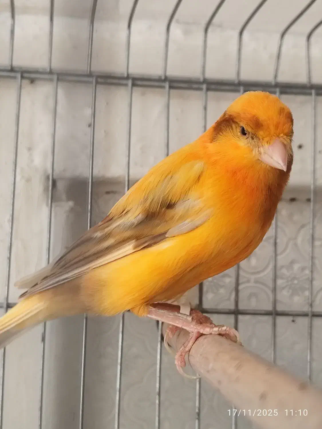 قناری حلقه به پا|پرنده|خورموج, |دیوار