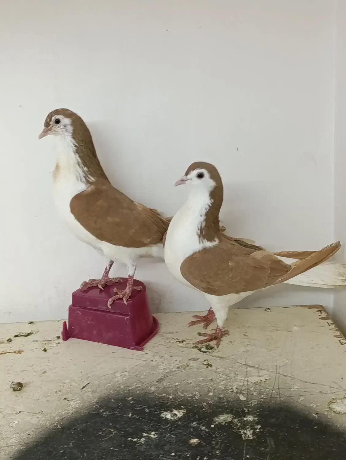 کبوتر|پرنده|تبریز, |دیوار