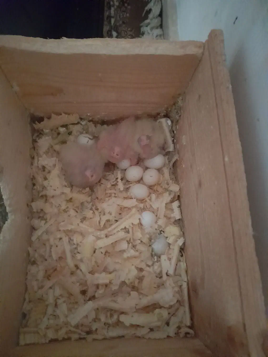 عروس هلندی|پرنده|لاهیجان, انقلاب|دیوار