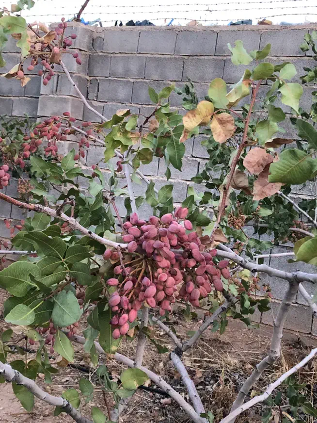 فروش باغشهری|فروش زمین و ملک کلنگی|شیراز, حافظیه|دیوار