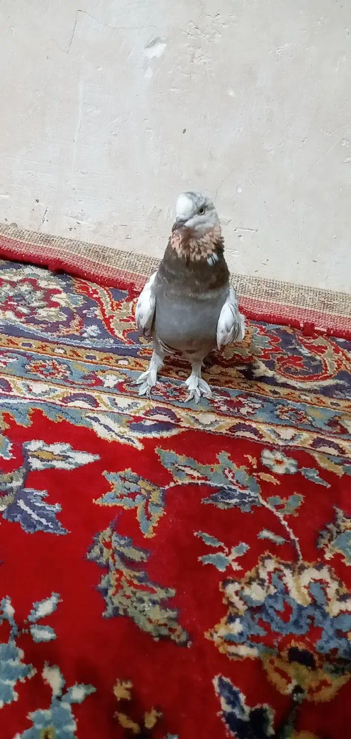 کفتر کبوتر|پرنده|قم, شهرک امام حسین|دیوار