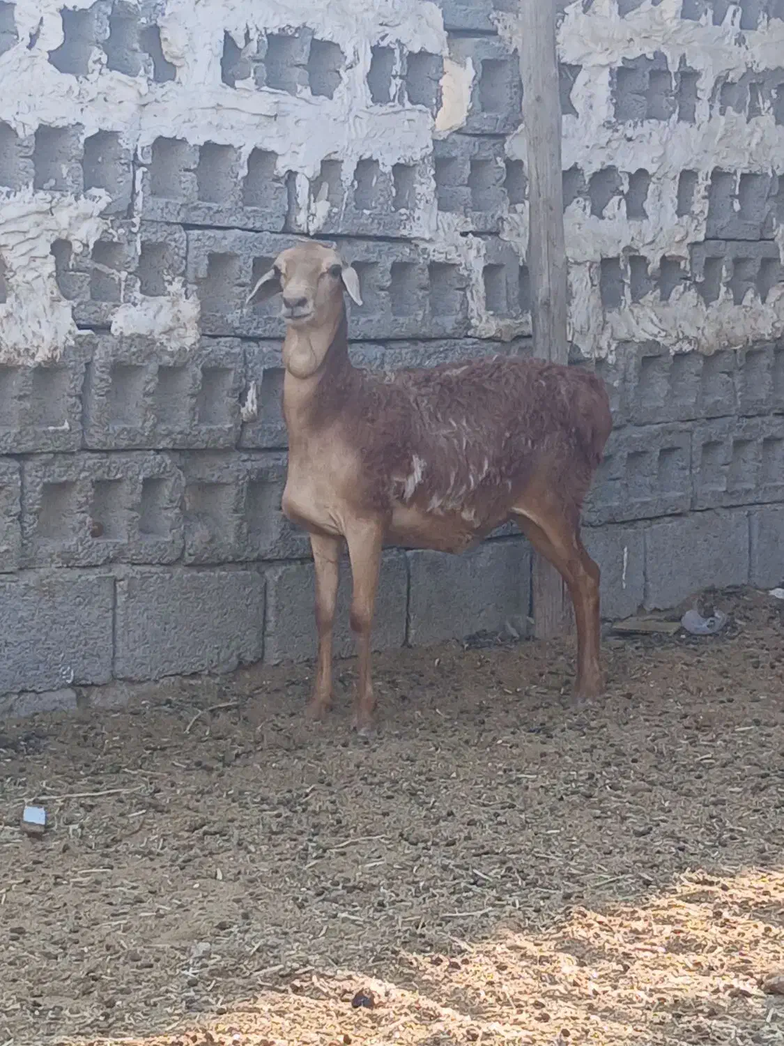 بره برشن سن ۸ماه|حیوانات مزرعه|مهران (هرمزگان), |دیوار