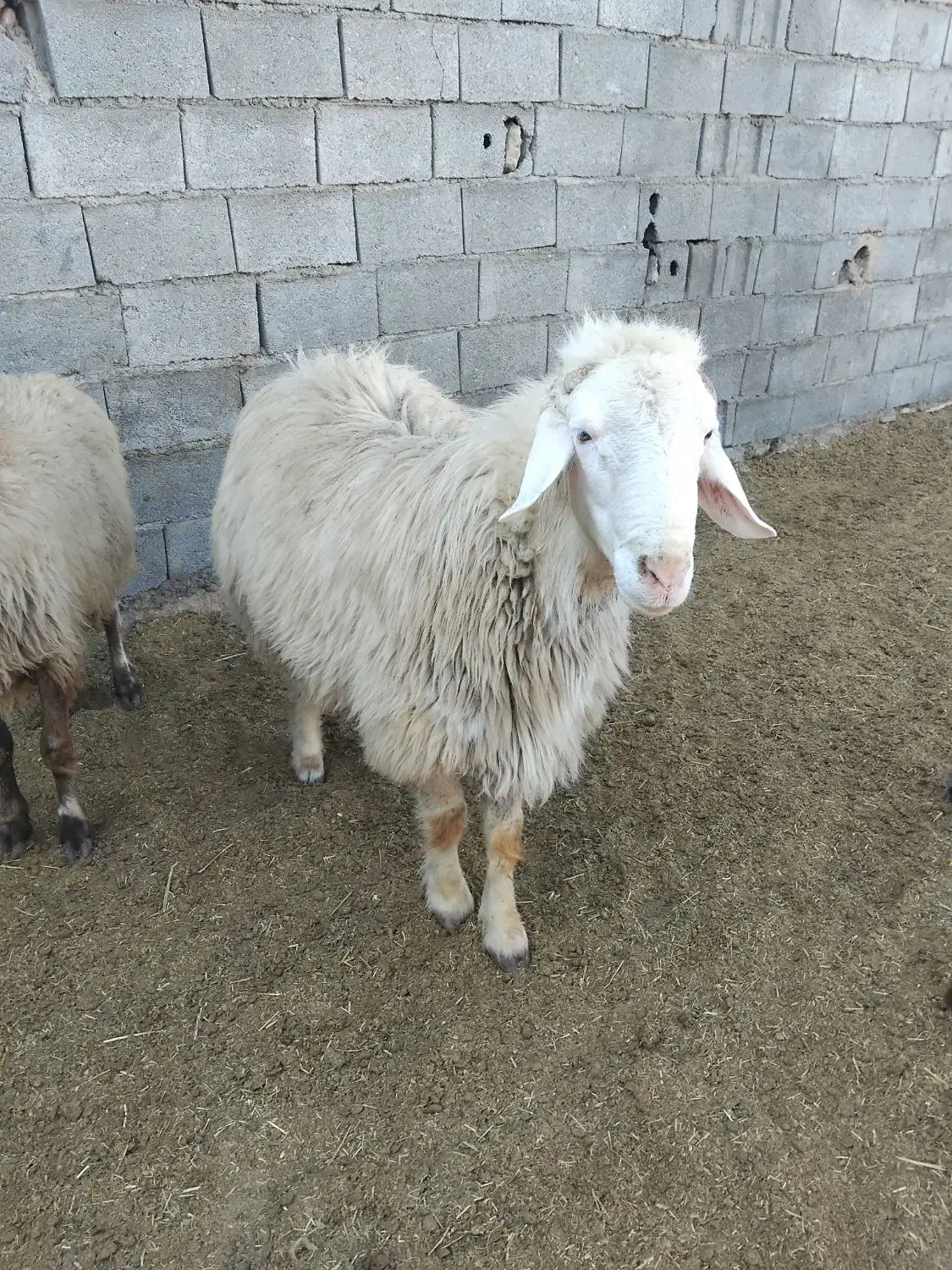 قوچ|حیوانات مزرعه|بجنورد, |دیوار