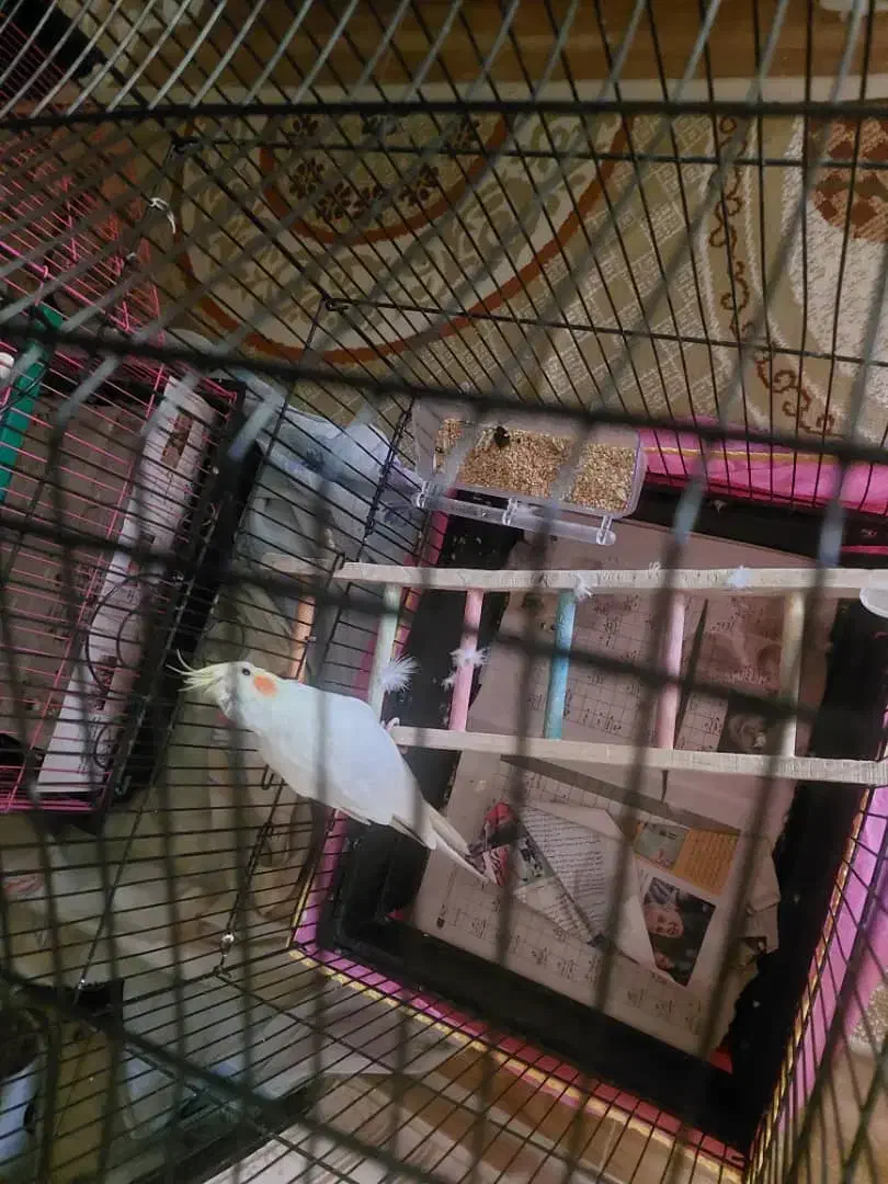 گمشده عروس هلندی|پرنده|رشت, کوی مهر|دیوار