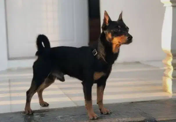 سگ مینیاتور پینچر|سگ|کرمانشاه, |دیوار