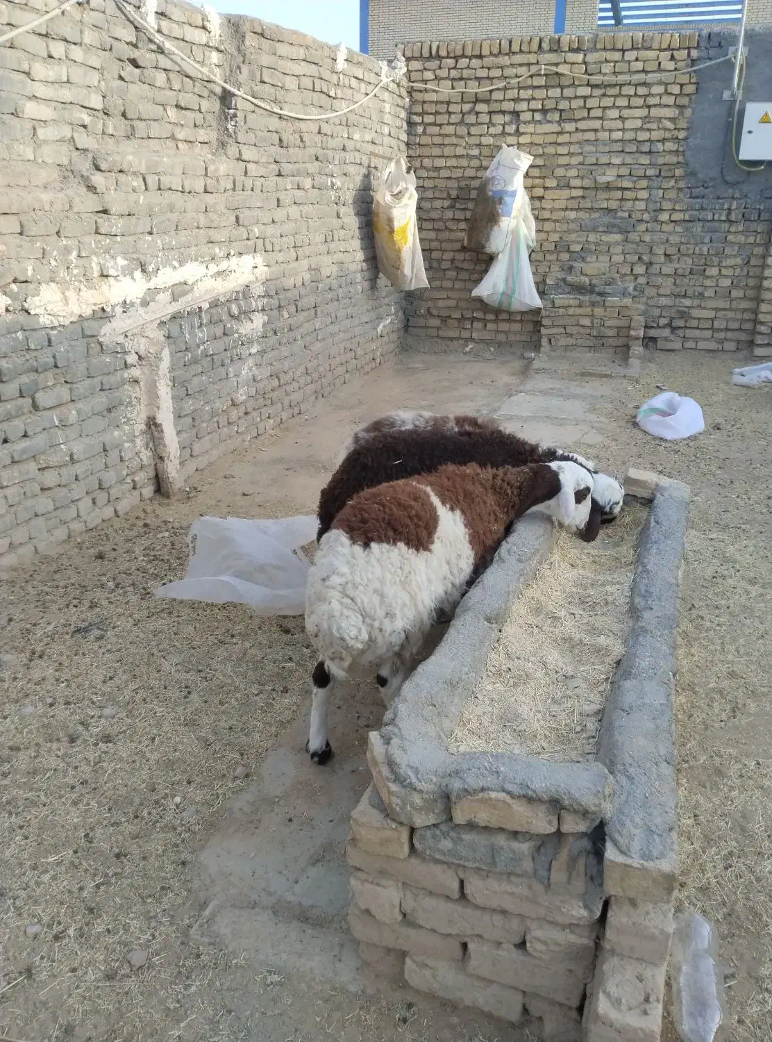 3عدد بره نر پای پروار بروجردی|حیوانات مزرعه|تربت‌حیدریه, بالا ولایت|دیوار