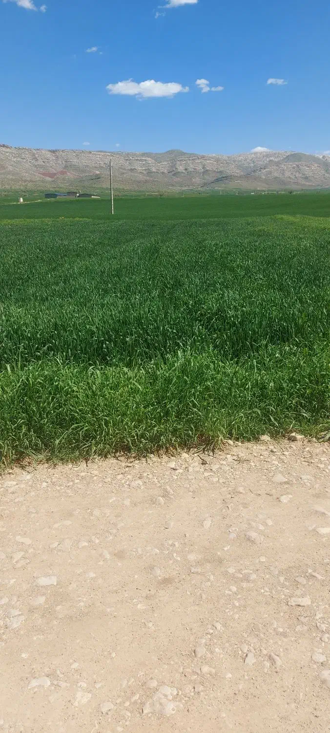 2000 متر جاده اولادقباد چیا گندم|فروش زمین و ملک کلنگی|کوهدشت, |دیوار