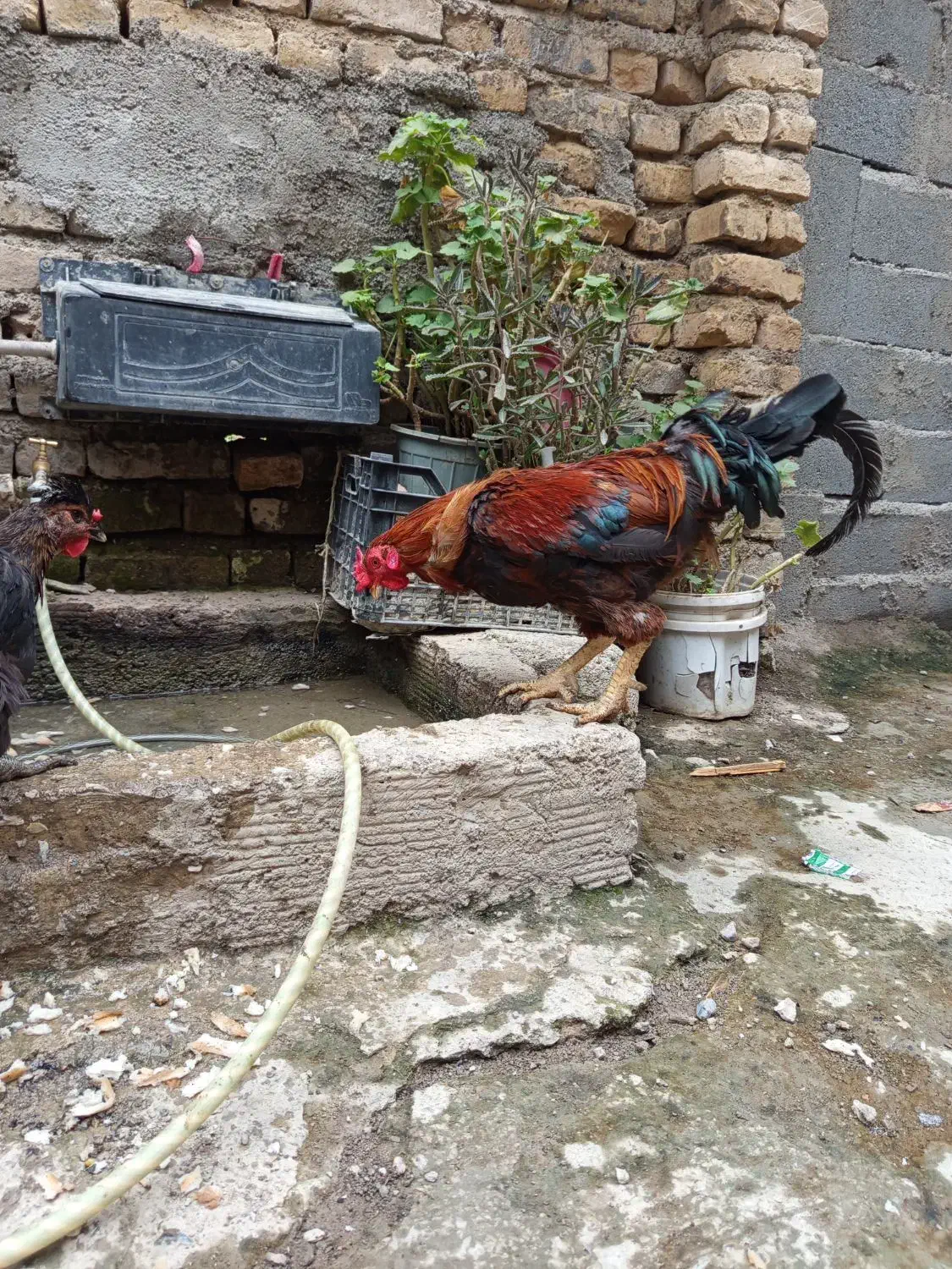 خروس|حیوانات مزرعه|جلین, |دیوار