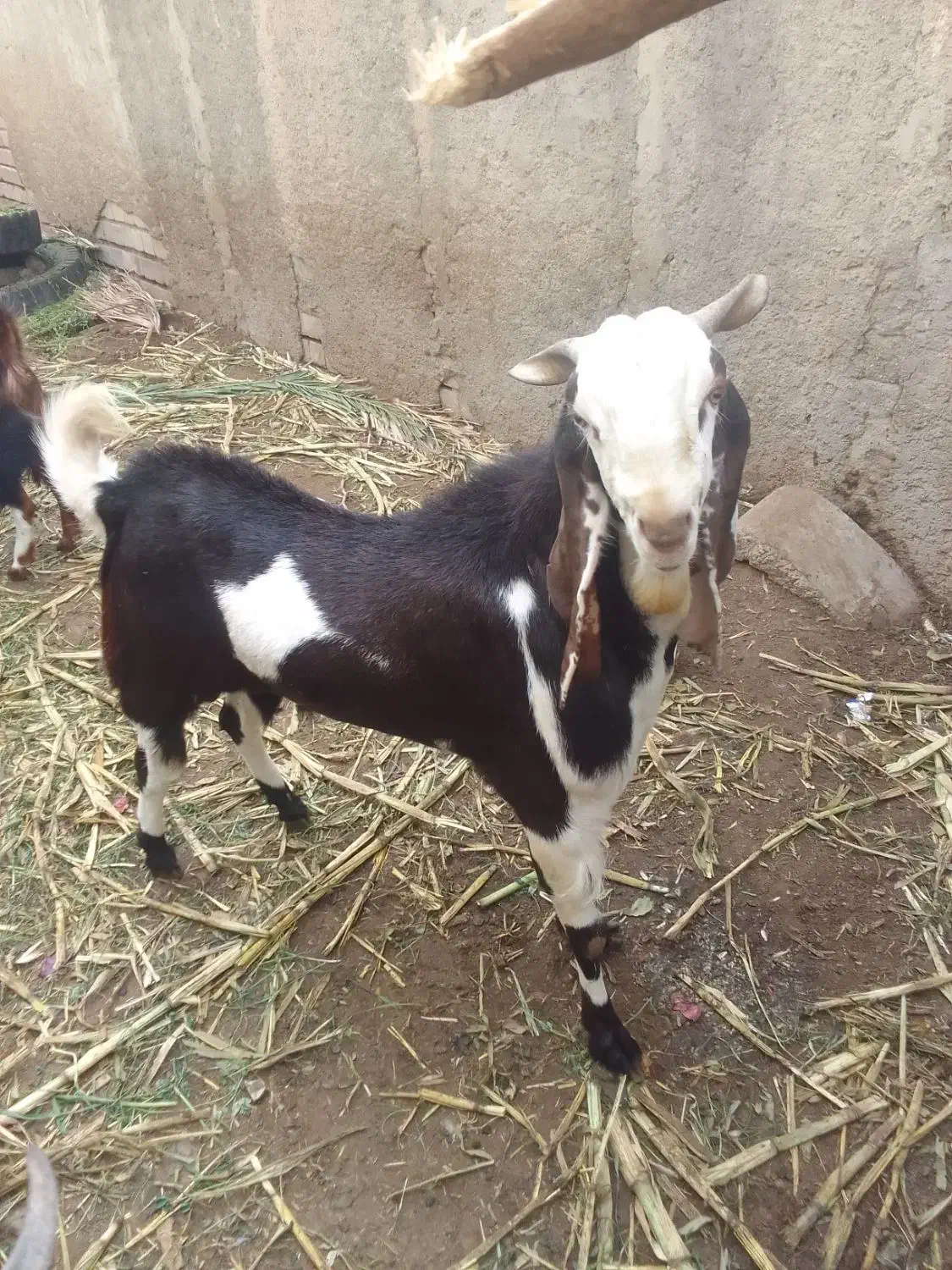 فروشی|حیوانات مزرعه|ایرانشهر, |دیوار